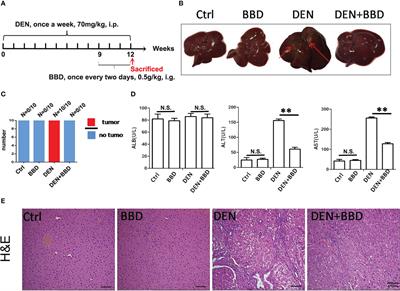 Babao Dan decreases hepatocarcinogenesis by inhibiting hepatic progenitor cells malignant transformation via down-regulating toll-like receptor 4